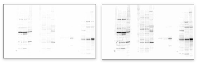 Gel Documentation And Chemiluminescence Imaging Product 주 수림사이언스